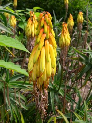 Aloe striatula flower