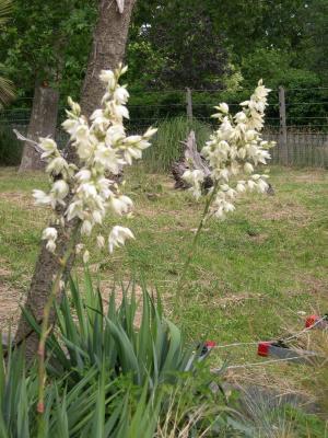 Yucca flowers