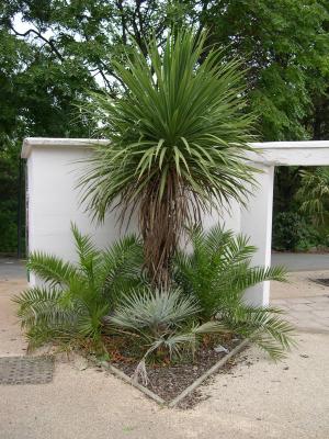 Cordyline, Phoenix Palms and Brahea armata