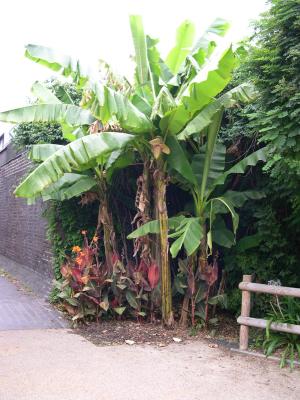 Flowering Musa basjoo and Canna Durban