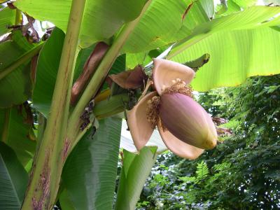 Musa basjoo flower closeup