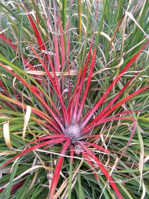 Fasicularia bicolour