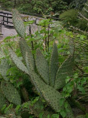 Opuntia sp.