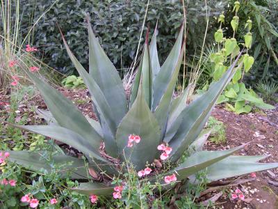 Agave sp ? (shawii?)