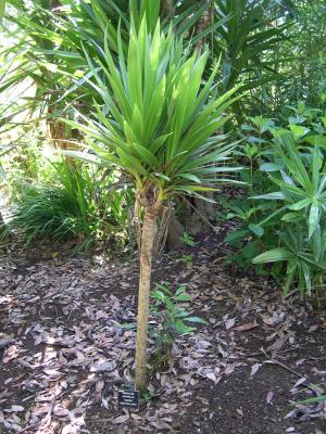 Cordyline australis 'Kaspar'