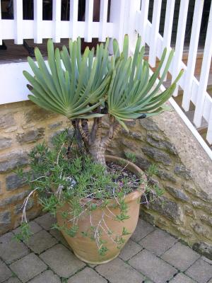 Aloe plicatilis