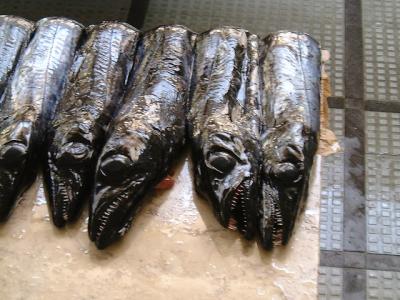 Funchal market - scabbard fish