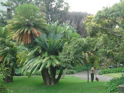 v3/76/396076/3/51399496.2005madcycad.jpg