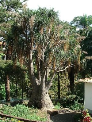 Quinta Magnolia 5