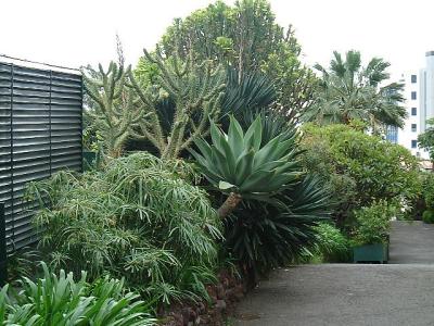 Funchal Hotel garden