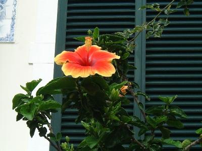 Hibiscus