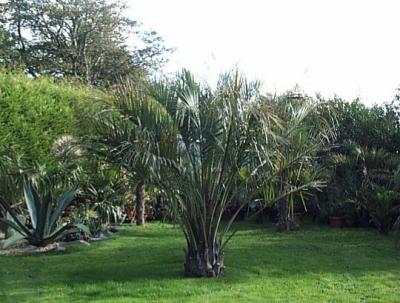 Take a look back at the earlier pictures to see this palm last year, it has grown at a fantastic rate in 2005.