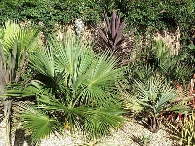 Brahea Edulis one of the star performers in my garden, soon to outgrow the Washingtonia behind to the left?!
