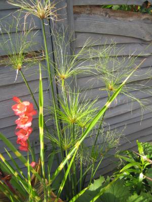 Cyperus papyrus