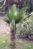 Trithrinax acanthocoma