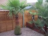 Washingtonia robusta  Somerset U.K.