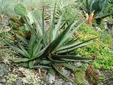 Agave lophantha