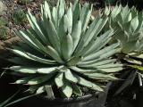 Agave macroacantha