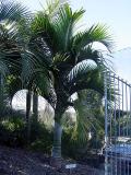 Hedyscepe canterburyana at South Pacific Palms, Kerikeri, NZ, 7-Jun-05