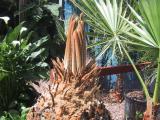 cycas now pushing fronds
