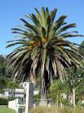 Phoenix canariensis: fruiting plant, Ohope Beach, NZ, 26-Jun-05.