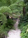 Fernery (Aug 05)