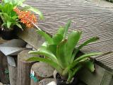 Aechmea caudata