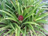 Aechmea 'Suenos'