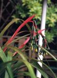 Billbergia nutans