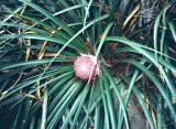 Ochagavia carnea