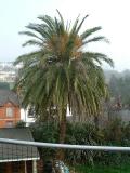 Phoenix canariensis, Torquay