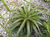 Dyckia 'Morris Hobbs'