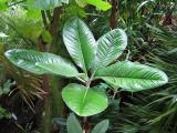 Rhododendron sinogrande