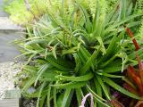 Dykia brevifolia