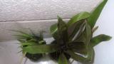 Aechmea filicaulis not tested outside