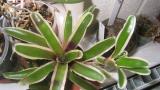 Neoreglia marginata at the RHS Great Autumn Show 2005
