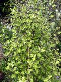 Olearia paniculata