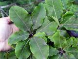 Kauaeranga Valley P. eugenioides