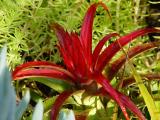 Aechmea recurvata - flowerhead