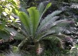 Dioon spinulosum