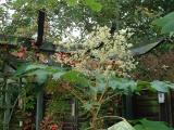 Tetrapanax papyrifera flowering