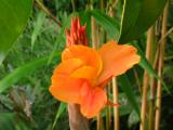 Canna flower - not sure what