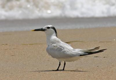 Sandwich Tern