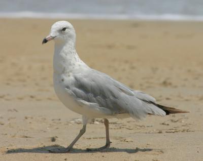 Ring-billed Gull (first summer)