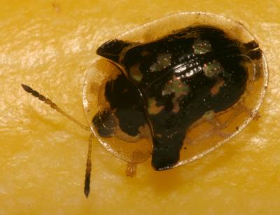 Insect on Orange Squash