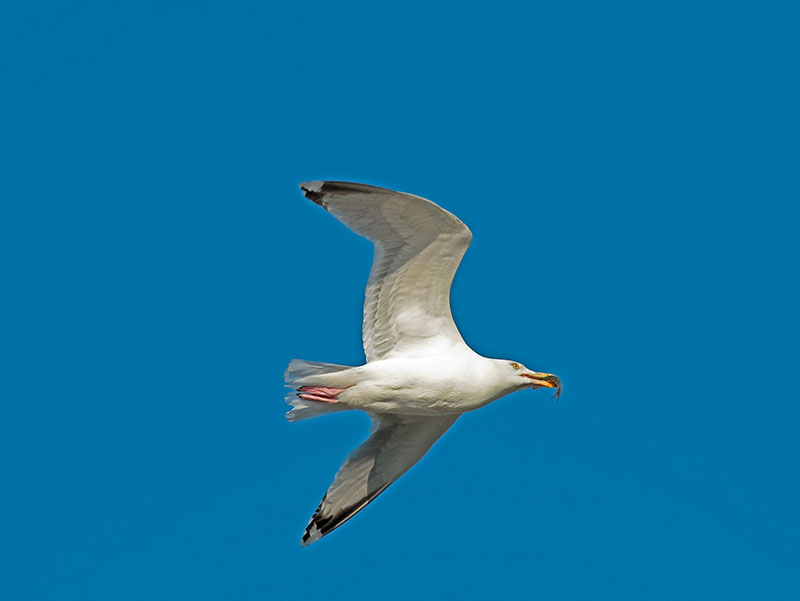 Seagull_6130589-01cJP.jpg