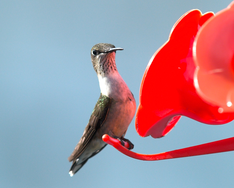 Hummer_8165761-01.jpg