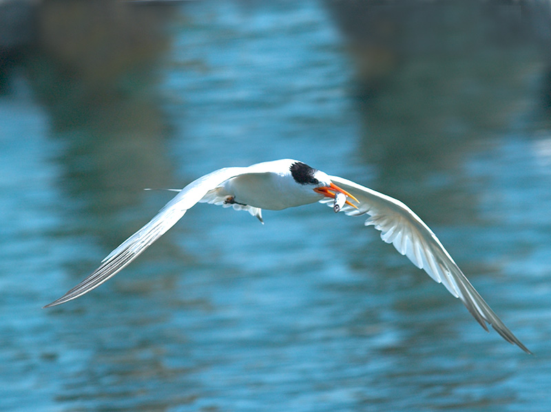 Elegant Tern _9126744-01.jpg