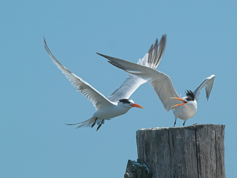 Elegant Terns _9126785-01.jpg