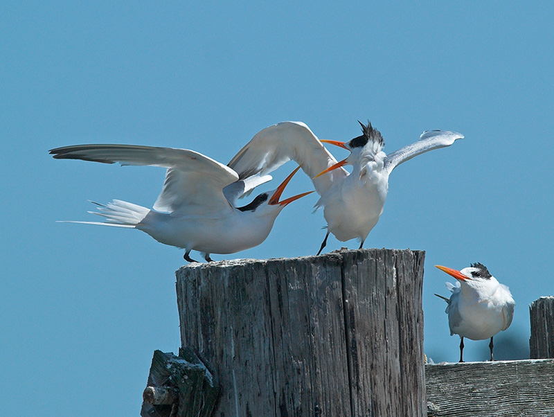 Elegant Terns _9126786-01.jpg